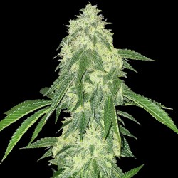 Northern Lights Cannabis Seeds Feminized