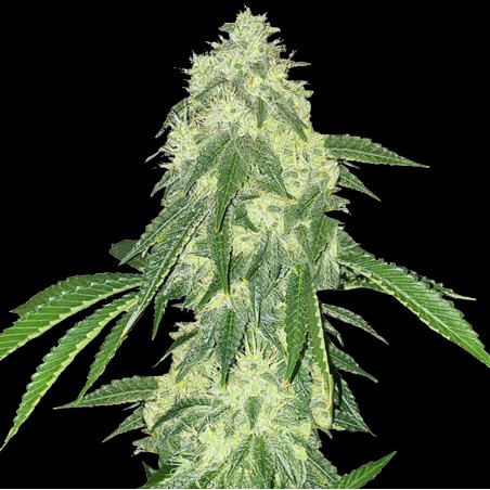 Northern Lights Cannabis Seeds Feminized