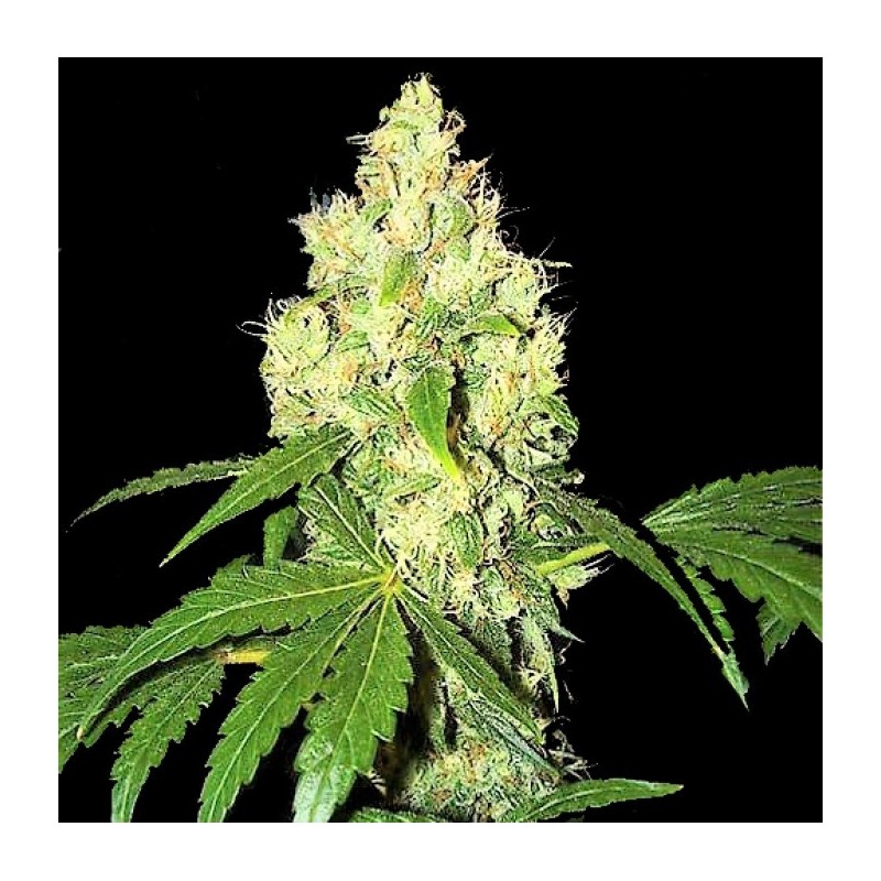 Lemon Kush Cannabis Seeds Feminized