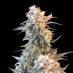 God Kush Cannabis Seeds Feminized
