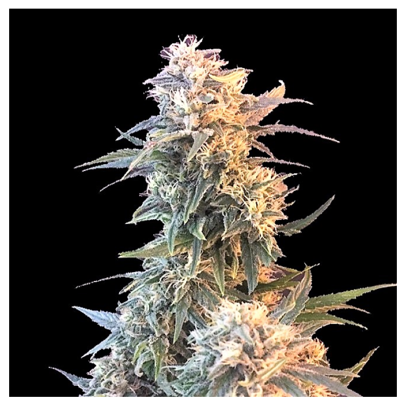 God Kush Cannabis Seeds Feminized