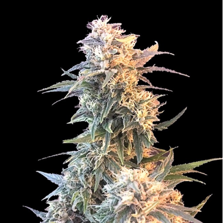 God Kush Cannabis Seeds Feminized
