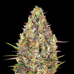 Auto Glue Gelato graines de cannabis féminisées