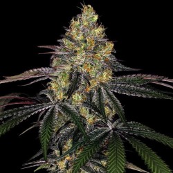 Watermelon Zkittlez Fast Version Feminized Cannabis Seeds