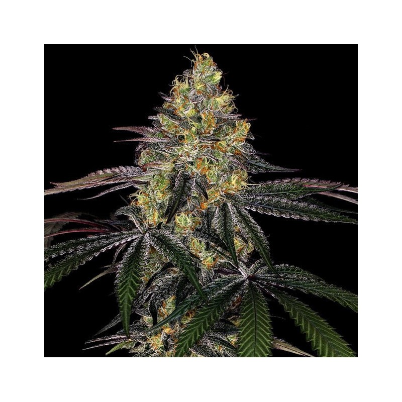 Watermelon Zkittlez Fast Version Feminized Cannabis Seeds