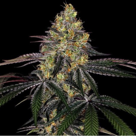 Watermelon Zkittlez Fast Version Feminized Cannabis Seeds