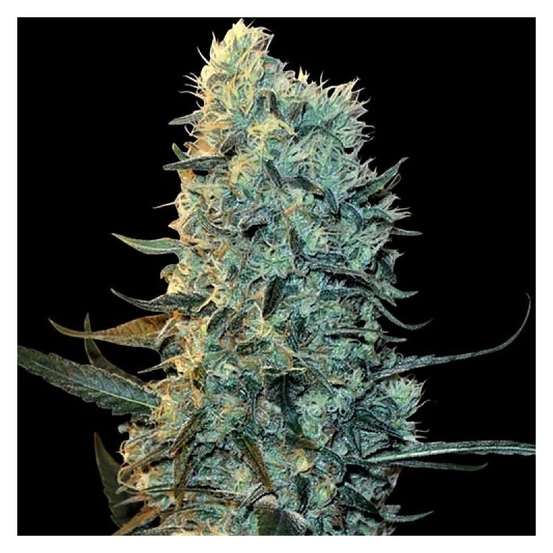Powerplant Fast Version Feminized Cannabis Seeds