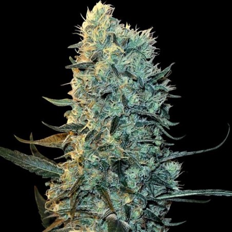 Powerplant Fast Version Feminized Cannabis Seeds