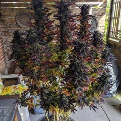 AK 47 Cannabis Seeds Feminized