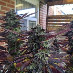 AK 47 Cannabis Seeds Feminized