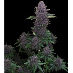 Black Bud Feminized Cannabis Seeds