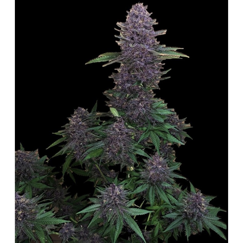 Black Bud Feminized Cannabis Seeds