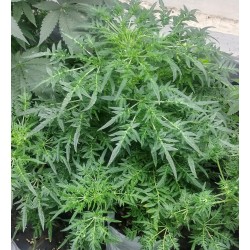 Cannabis Seeds Freakshow