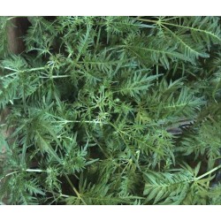 Cannabis Seeds Freakshow