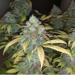 Quebec Blue Cannabis Seeds Feminized