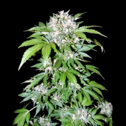 AK-47 Graines de Cannabis féminisées à autofloraison