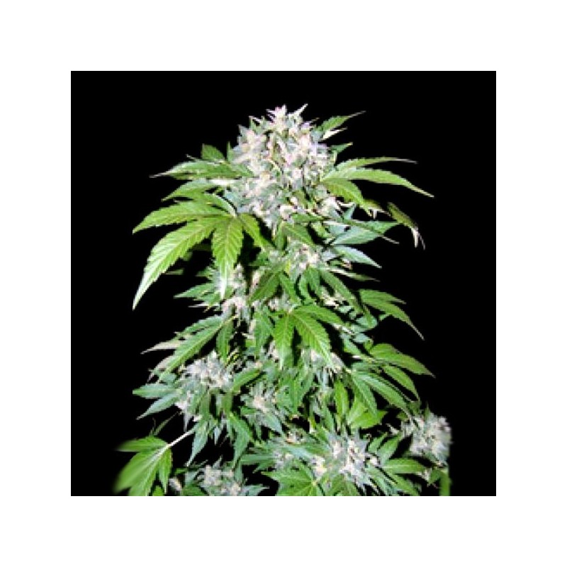 AK-47 Graines de Cannabis féminisées à autofloraison