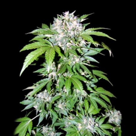 AK-47 Graines de Cannabis féminisées à autofloraison