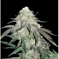Blue Dream Cannabis Seeds Feminized