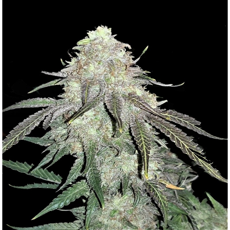 Blue Dream Cannabis Seeds Feminized