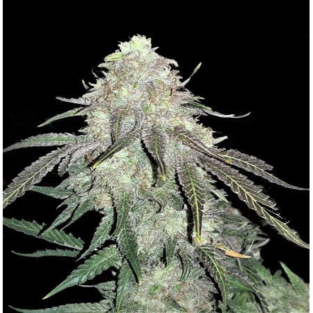 Blue Dream Cannabis Seeds Feminized