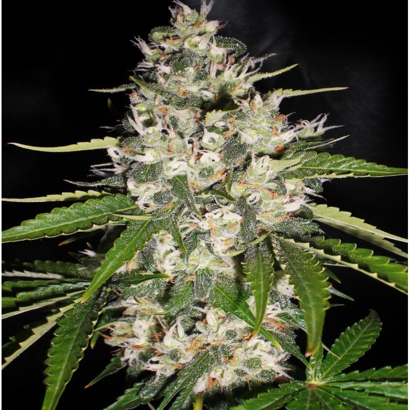 Auto Jack Herer graines de cannabis