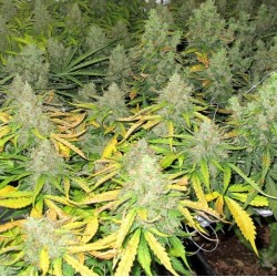Auto Mazar Cannabis Seeds Feminized