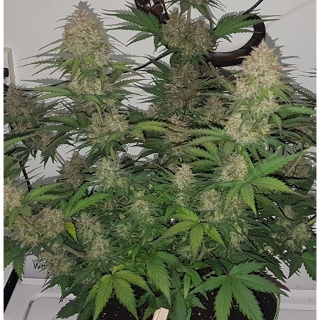 Auto Mazar Cannabis Seeds Feminized