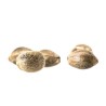 ALL SEEDS