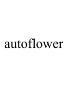 Super Autoflowers the best inventory in autoflowers marijuana seeds