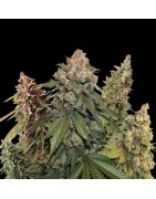 Not sure what cannabis strain is right for you? Try our mix packs.