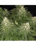 Super Autoflowers has the biggest selection of Fast Versions marijuana