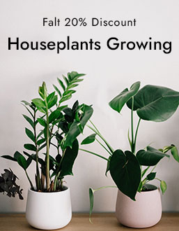 AUTOFLOWERS
